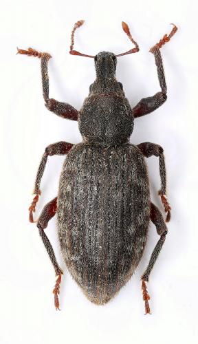 Dichotrachelus baudii